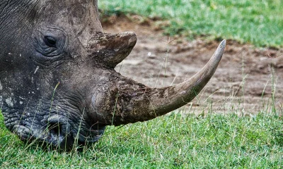 Grasendes Nashorn