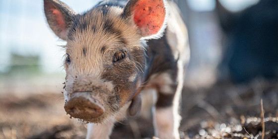 Geschecktes Ferkel in Nahaufnahme