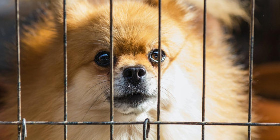 Hund hinter Drahtgitter in Tierheim