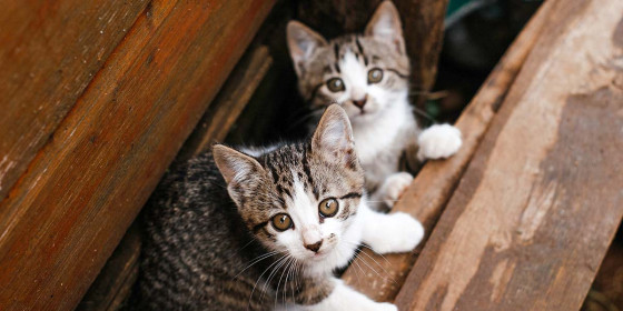 Zwei junge Katzen blicken hinter einem Holzbrett hervor