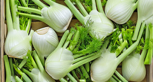 Fenchel