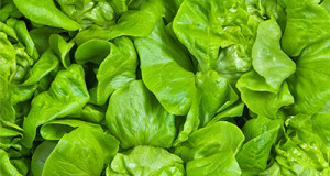 Kopfsalat