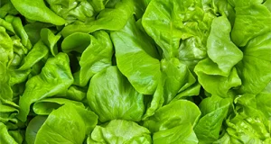 Kopfsalat