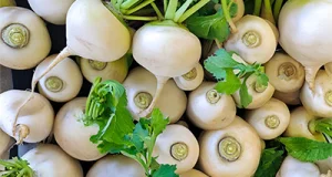 Mairübchen