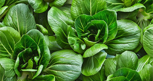 Pak Choi