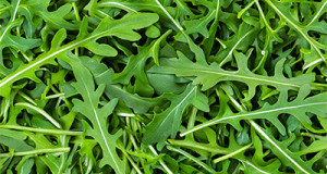 Rucola