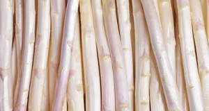 Spargel