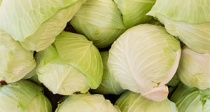 Spitzkohl