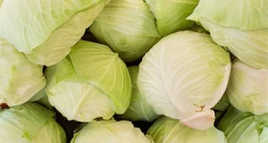 Spitzkohl