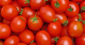 Tomaten